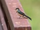 Barn Swallow (Hirundo rustica)