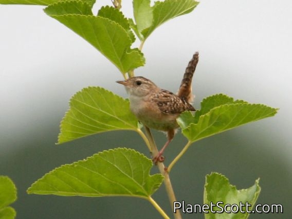 Sedge Wren (Cistothorus platensis)