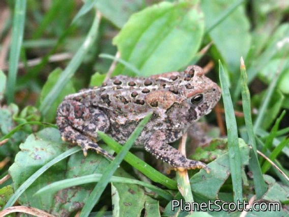 American Toad (Bufo americanus)