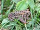American Toad (Bufo americanus)