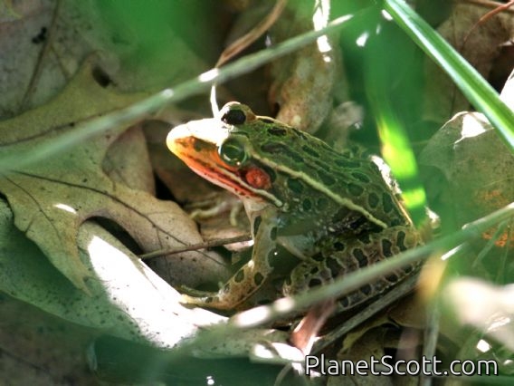 Northern Leopard Frog (Rana pipiens)