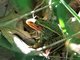Northern Leopard Frog (Rana pipiens)