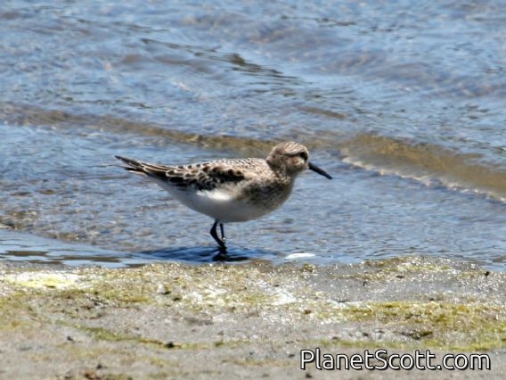 Baird's Sandpiper (Calidris bairdii)