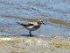 Baird's Sandpiper (Calidris bairdii)