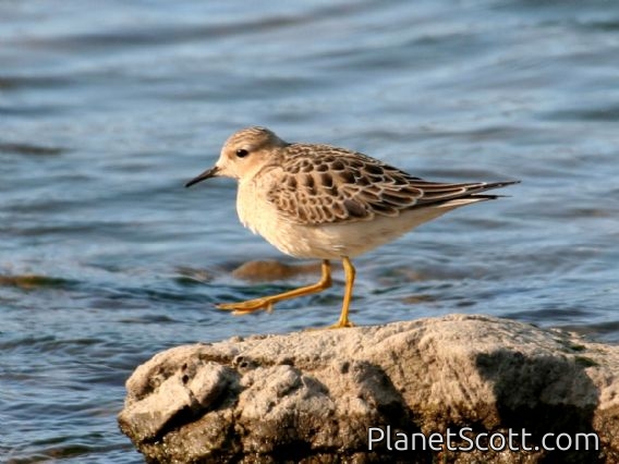 Buff-breasted Sandpiper (Calidris subruficollis)