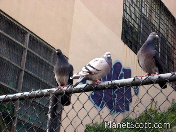 Rock Doves, San Francisco