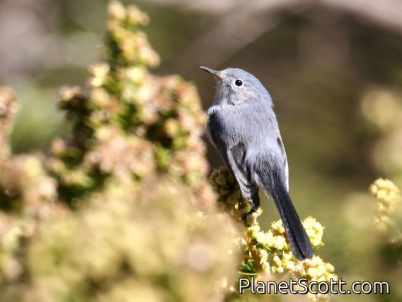 Blue-grey Gnatcatcher (Polioptila caerulea)