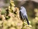 Blue-grey Gnatcatcher (Polioptila caerulea)