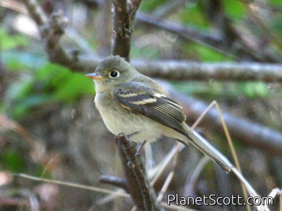 Western Flycatcher (Empidonax difficilis)