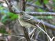 Western Flycatcher (Empidonax difficilis)