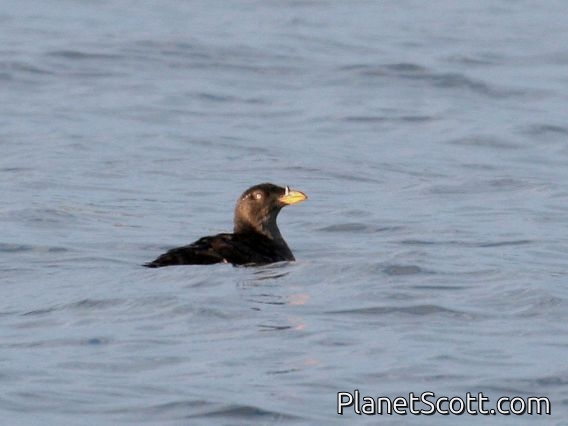 Rhinoceros Auklet (Cerorhinca monocerata)