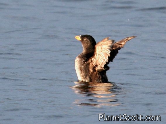 Rhinoceros Auklet (Cerorhinca monocerata)