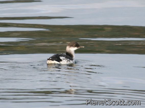 Pigeon Guillemot (Cepphus columba) Juvenile