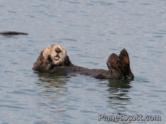 sea otter (Enhydra lutris)