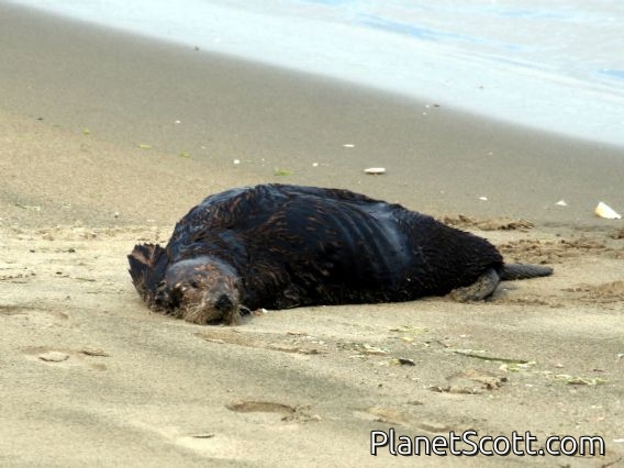 sea otter (Enhydra lutris)
