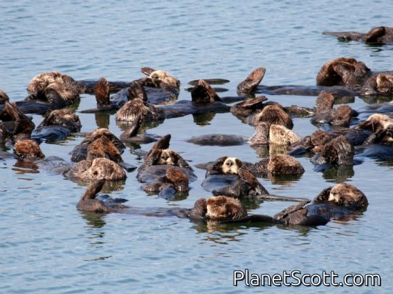 sea otter (Enhydra lutris)