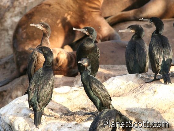 Brandt's Cormorant (Phalacrocorax penicillatus)