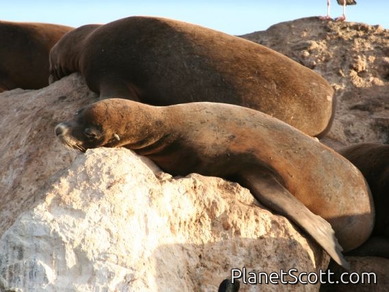 California sea lion (Zalophus californianus)
