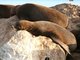 California sea lion (Zalophus californianus)