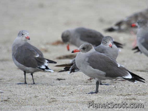 Heermann's Gull (Larus heermanni)