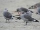 Heermann's Gull (Larus heermanni)
