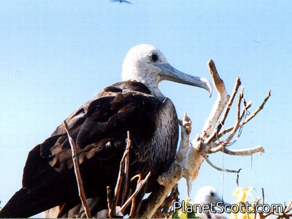 Magnificent Frigatebird, Isla Isabelle, Mexico