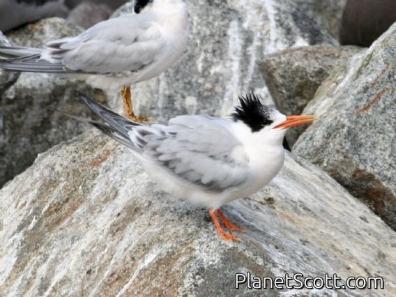 Elegant Tern (Sterna elegans)