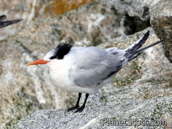 Elegant Tern (Sterna elegans)