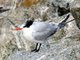 Elegant Tern (Sterna elegans)
