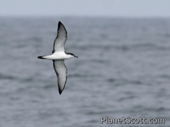 Buller's Shearwater (Ardenna bulleri)