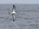 Buller's Shearwater (Ardenna bulleri)