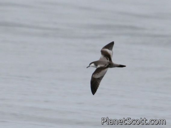 Buller's Shearwater (Ardenna bulleri)