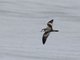 Buller's Shearwater (Ardenna bulleri)