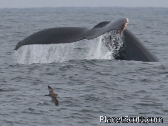 Pink-footed Shearwater (Ardenna creatopus)