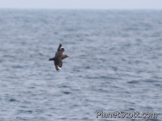 South Polar Skua (Catharacta maccormicki)