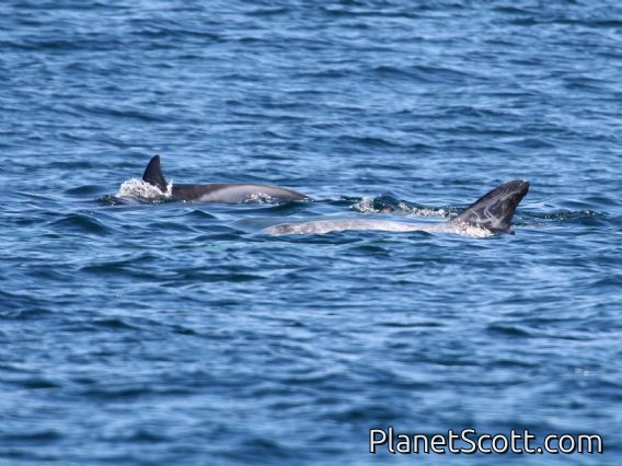 Risso's dolphin (Grampus griseus)