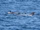 Rissos dolphin (Grampus griseus) 