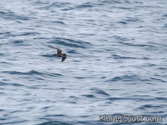 Black Storm-Petrel (Oceanodroma melania)
