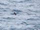 Black Storm-Petrel (Oceanodroma melania) 