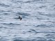 Black Storm-Petrel (Oceanodroma melania)