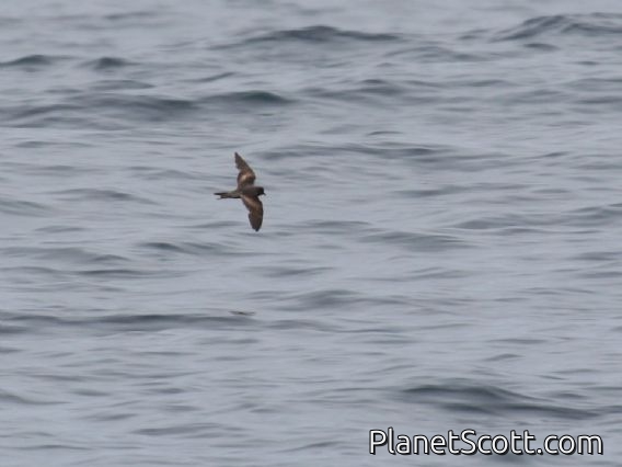Ashy Storm-Petrel (Oceanodroma homochroa)