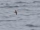 Ashy Storm-Petrel (Oceanodroma homochroa)