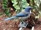 California Scrub Jay (Aphelocoma californica)