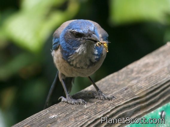 California Scrub Jay (Aphelocoma californica)
