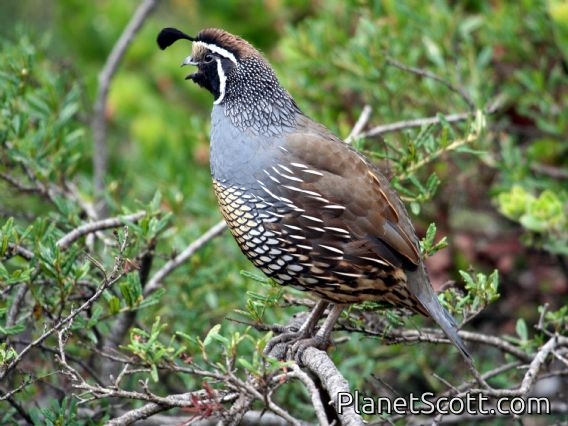 California Quail (Callipepla californica) Male - Golden Gate Park