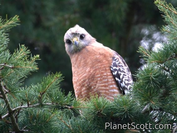 Red-shouldered Hawk (Buteo lineatus)