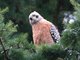 Red-shouldered Hawk (Buteo lineatus)