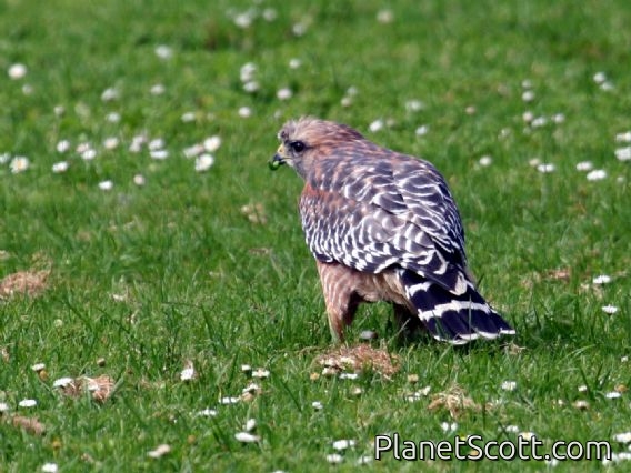 Red-shouldered Hawk (Buteo lineatus)