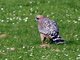 Red-shouldered Hawk (Buteo lineatus)