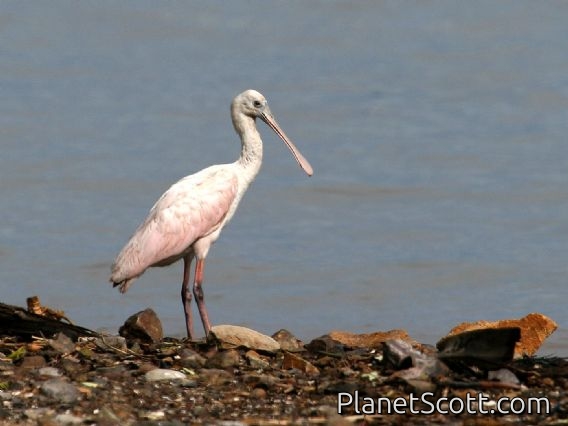 Roseate Spoonbill (Ajaia ajaja)